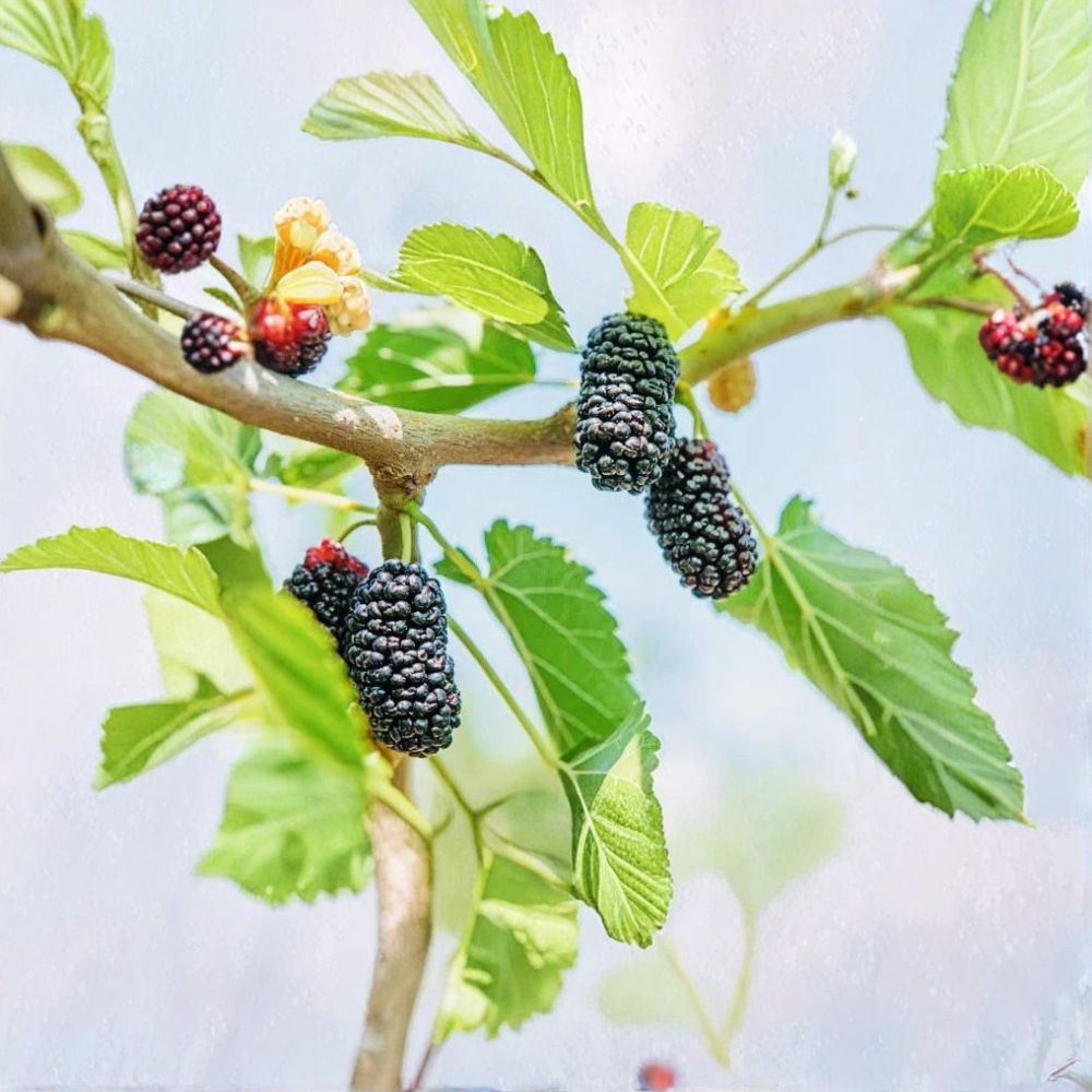Dwarf Everbearing Mulberry – Morus Live Plant | 3 Inch Pot Starter | Sweet Berry Fruit Tree | Patio & Container Friendly | Easy to Grow