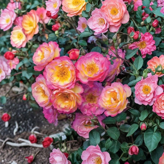 SUPER RARE Home Run Rose – 3 Unrooted Cuttings for Rooting or Grafting | Bright Red Disease-Resistant Rose Variety | Garden Rose Propagation Starter | Easy Care Landscape Rose