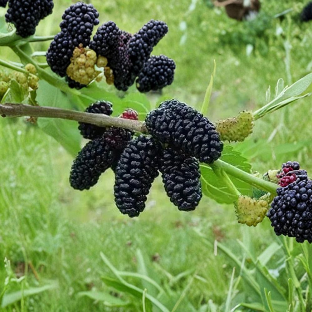 Black Mulberry Dwarf Tree – Morus nigra Cuttings | 6 Pack Live Cuttings 8–10 Inch | Fast Growing Sweet Fruit Tree | Container Friendly