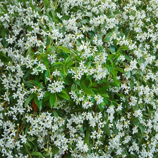 Star Jasmine – Trachelospermum jasminoides Rare Cuttings | 5 Fresh Unrooted Jasmine Cuttings | Fragrant Climbing Vine | Cuttings for Rooting or Grafting