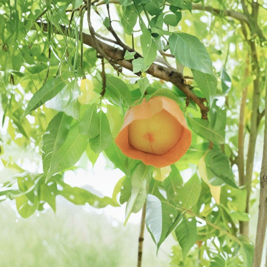 Japanese White Peach Seeds – Prunus persica Rare Fruit Seeds | 5 Organic Sweet White Peach Seeds | Large Japanese Peach Tree for Garden Planting