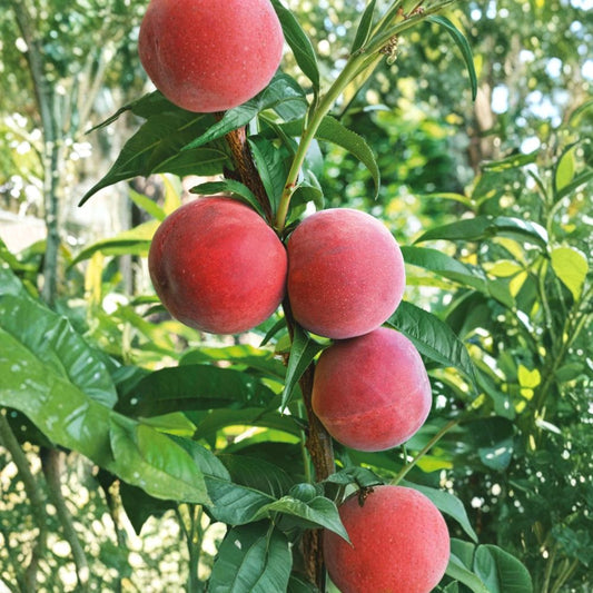 Flamin' Fury Jumbo Peach Scion Wood – Prunus persica Grafting Cuttings | 20 Fresh Cuttings 4–8 Inches Long | Large Freestone Peach Variety | Orchard Propagation