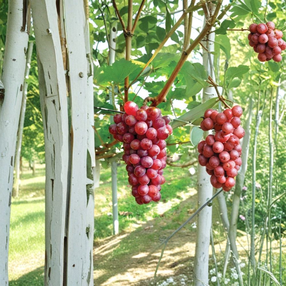 Hongju Grape Vine – Vitis vinifera Live Plant | 1–2 Ft Tall Rare Sweet Asian Grape | Premium Red Table Grape | Organic Patio & Backyard Vine