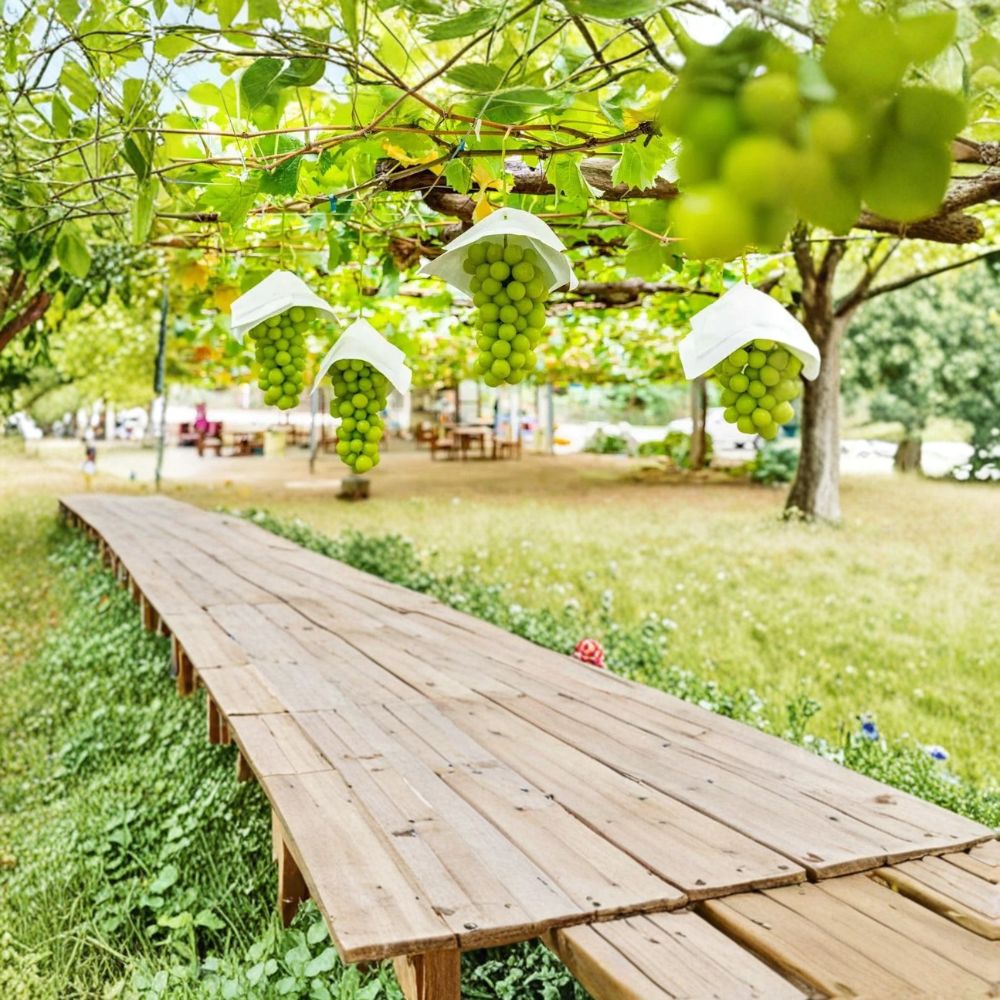 Shine Muscat Grape Vine – Vitis vinifera Live Plant | 1–2 Ft Tall Rare Sweet Green Seedless Grape | Premium Japanese Table Grape | Organic Patio & Backyard Vine