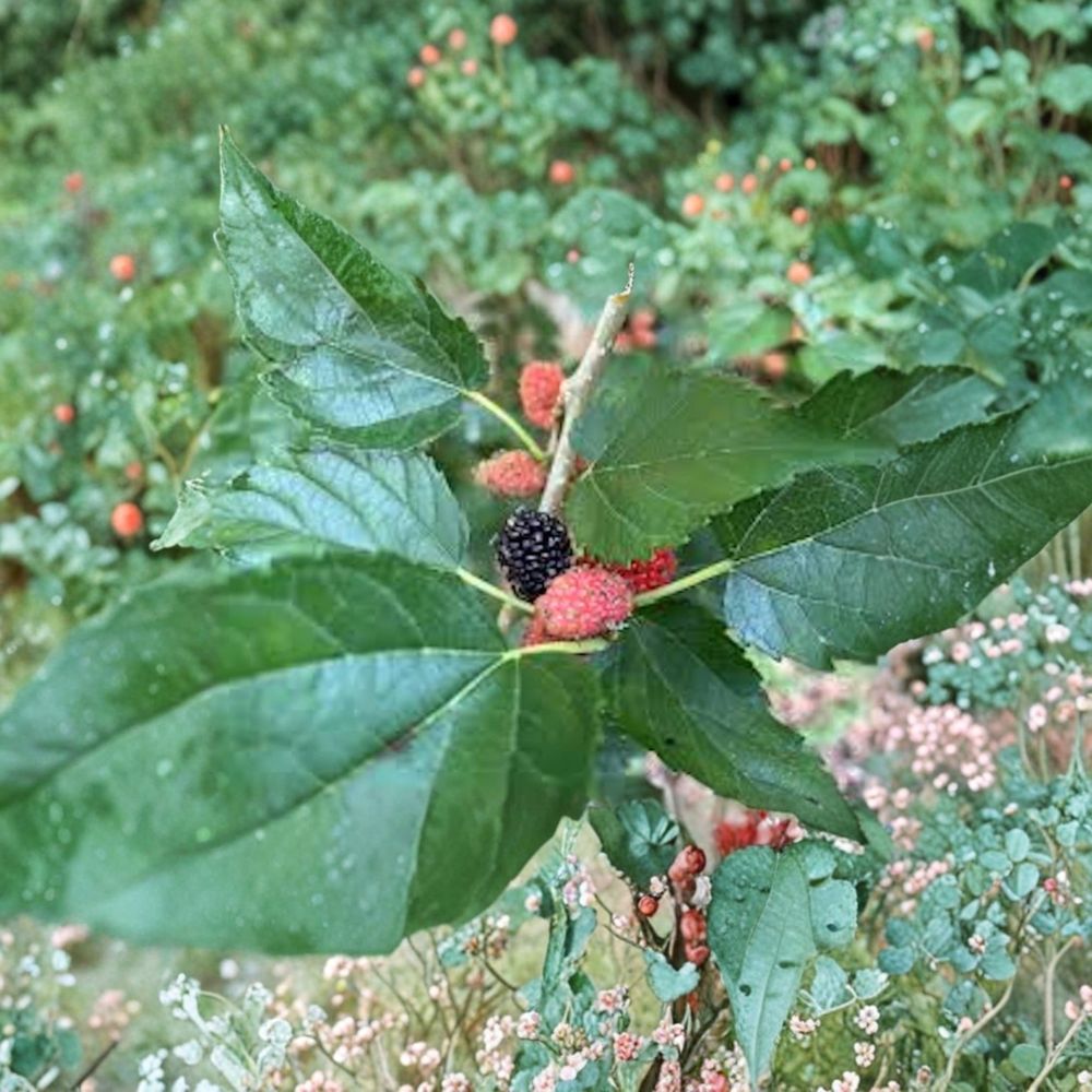 Dwarf Everbearing Mulberry Trees – Morus sp. Bare Root Starter Plants | 5 Pack 3–4 Inch | Self-Pollinating Sweet Fruit Tree | Container Friendly