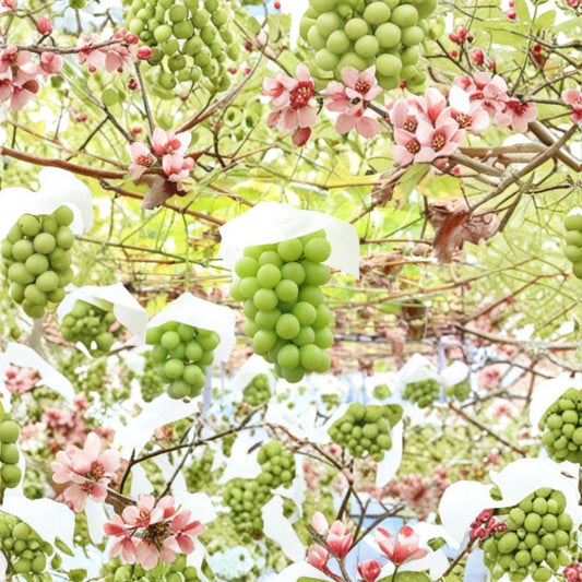 Rosario Bianco Grape Vine – Vitis vinifera Rare Grape Cuttings | 5 Unrooted Cuttings 6–8 Inches | Sweet Japanese White Table Grapes | Rooting or Grafting Ready