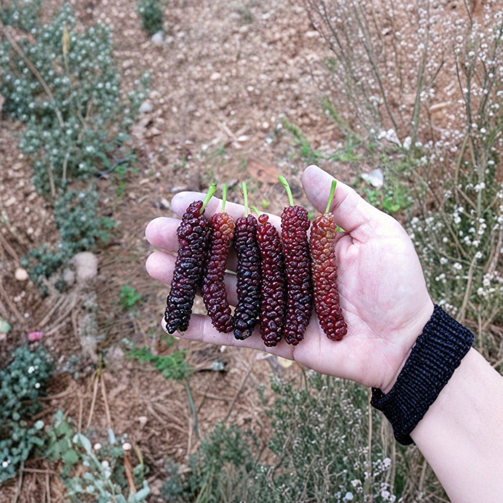 Pakistan Long Mulberry Tree – Morus macroura Live Plant | 3–8 Inch Starter | Sweet Long Black Mulberry Fruit Tree | Heat Tolerant & Container Friendly