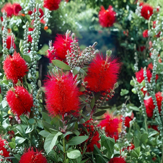 Crimson Bottlebrush – Callistemon citrinus Rare Cuttings | 3 Fresh Unrooted Cuttings | Red Bottlebrush Flower Shrub | Cuttings for Rooting or Grafting