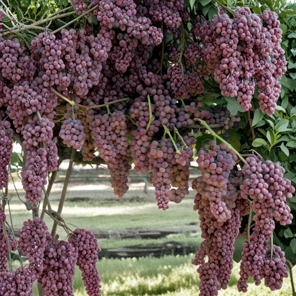 Gum Drop Grape Vine – Vitis vinifera Live Plant | 1–2 Ft Tall Rare Sweet Candy-Flavor Grape | Organic Table Grape Vine | Patio & Backyard Friendly
