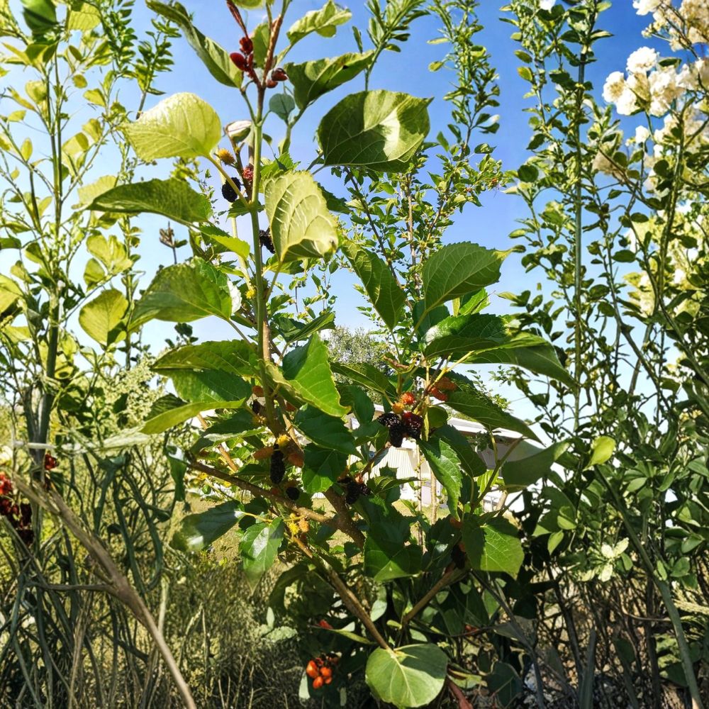 Red & Black Mulberry Tree Cuttings – Morus spp. Organic Propagation Set | 5 Cuttings 8 Inches Long | Edible Fruit Tree Starter | Garden Growing Project