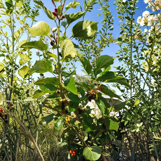 Red & Black Mulberry Tree Cuttings – Morus spp. Organic Propagation Set | 5 Cuttings 8 Inches Long | Edible Fruit Tree Starter | Garden Growing Project