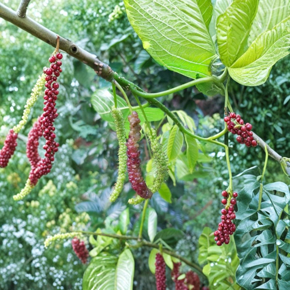 Pakistan Mulberry Trees – Morus nigra Live Plants | 2 Pack 6–8 Inch Bare Root | Sweet Purple Berry Fruit Tree | Backyard Orchard Friendly