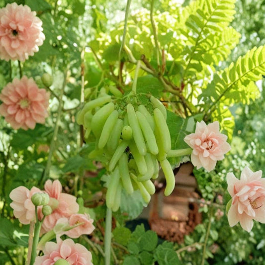 Japanese Golden Finger Grape Vine – Vitis vinifera Rare Grape Cuttings | 5 Unrooted Cuttings 6–8 Inches | Sweet Finger-Shaped Seedless Grapes | Rooting or Grafting Ready