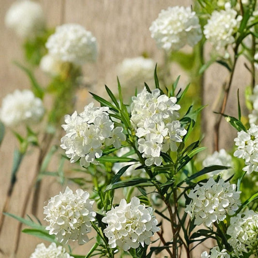 White Oleander – Nerium oleander Rare Cuttings | 5 Fresh Unrooted Cuttings | White Flower Evergreen Shrub | Cuttings for Rooting or Grafting