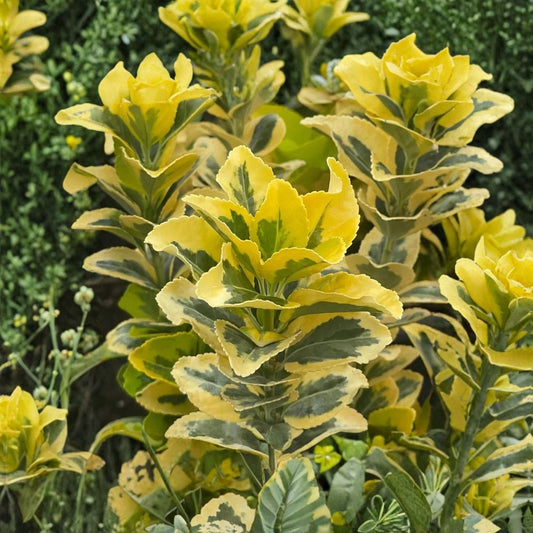 Golden Euonymus – Euonymus japonicus ‘Aureomarginatus’ Rare Cuttings | 5 Fresh Unrooted Cuttings | Variegated Evergreen Shrub | Cuttings for Rooting or Grafting
