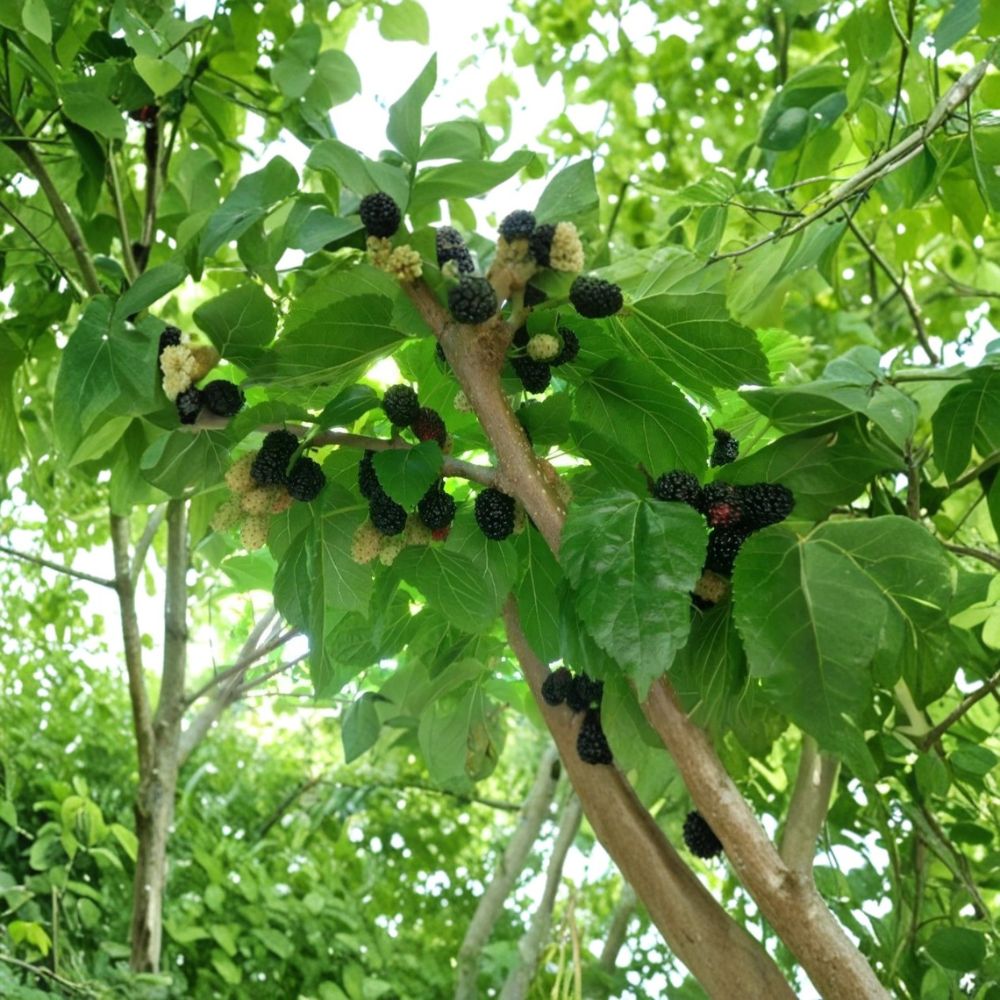 Shangri-La Mulberry Tree – Morus sp. Live Cuttings | 10 Pack Black Mulberry Cuttings | Sweet Large Fruit | Cold Hardy & Fast Growing