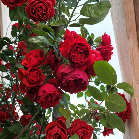 Florentina Rose – Rosa Rare Cuttings | 3 Fresh Unrooted Cuttings | Deep Red Climbing Garden Rose | Cuttings for Rooting or Grafting