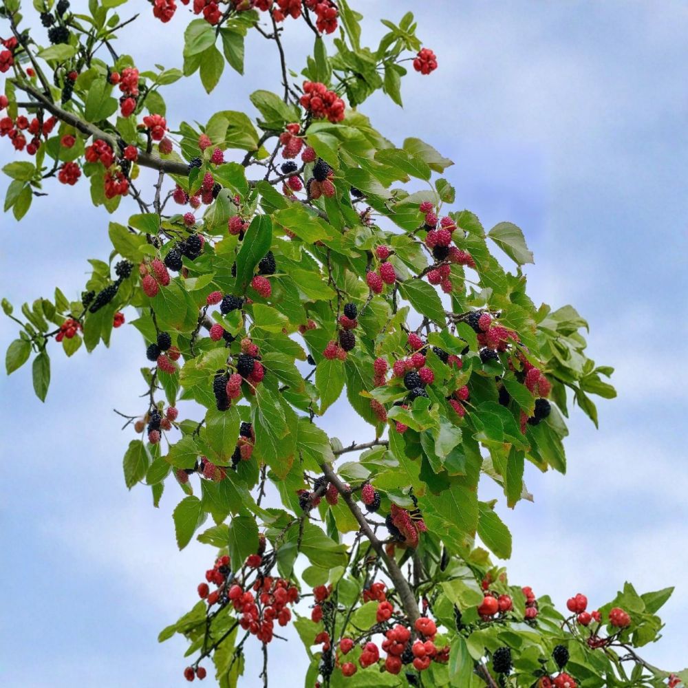 Dwarf Everbearing Mulberry Tree – Morus sp. Live Starter Plug | Bare Root Fruit Tree | Container Friendly Sweet Berry Tree | Easy to Grow