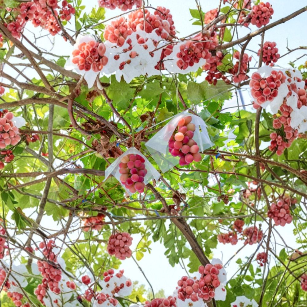 Fujiminori Grape Vine – Vitis vinifera Live Plant | 1–2 Ft Tall Rare Sweet Japanese Purple Grape | Premium Table Grape Variety | Organic Patio & Backyard Vine