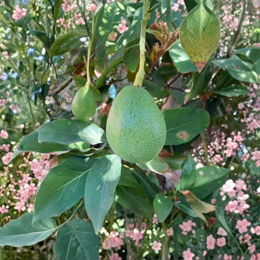 Bacon Avocado Seeds – Persea americana  4 Fresh Avocado Seeds | USA Grown Non-GMO • Naturally Grown • Cold Hardy Variety