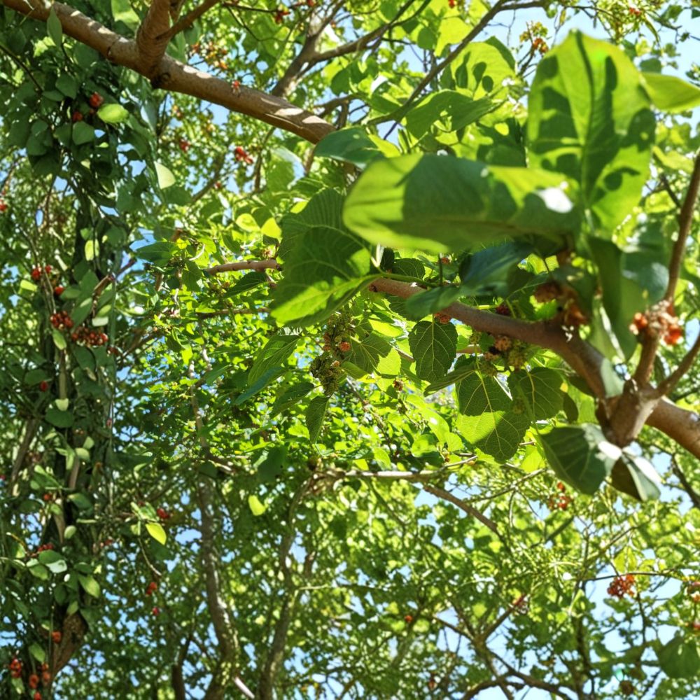 Dwarf Everbearing Mulberry – Morus nigra Cuttings | 20 Pack Unrooted Propagation Cuttings | Sweet Dark Purple Fruit Tree | Easy to Grow