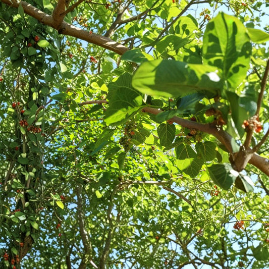 Dwarf Everbearing Mulberry – Morus nigra Cuttings | 20 Pack Unrooted Propagation Cuttings | Sweet Dark Purple Fruit Tree | Easy to Grow