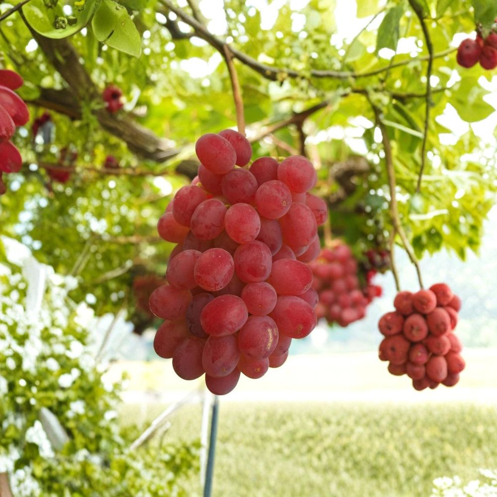 Kaiji Grape Vine – Vitis vinifera Live Plant | 1–2 Ft Tall Rare Sweet Japanese Pink Grape | Premium Table Grape Variety | Organic Patio & Backyard Vine