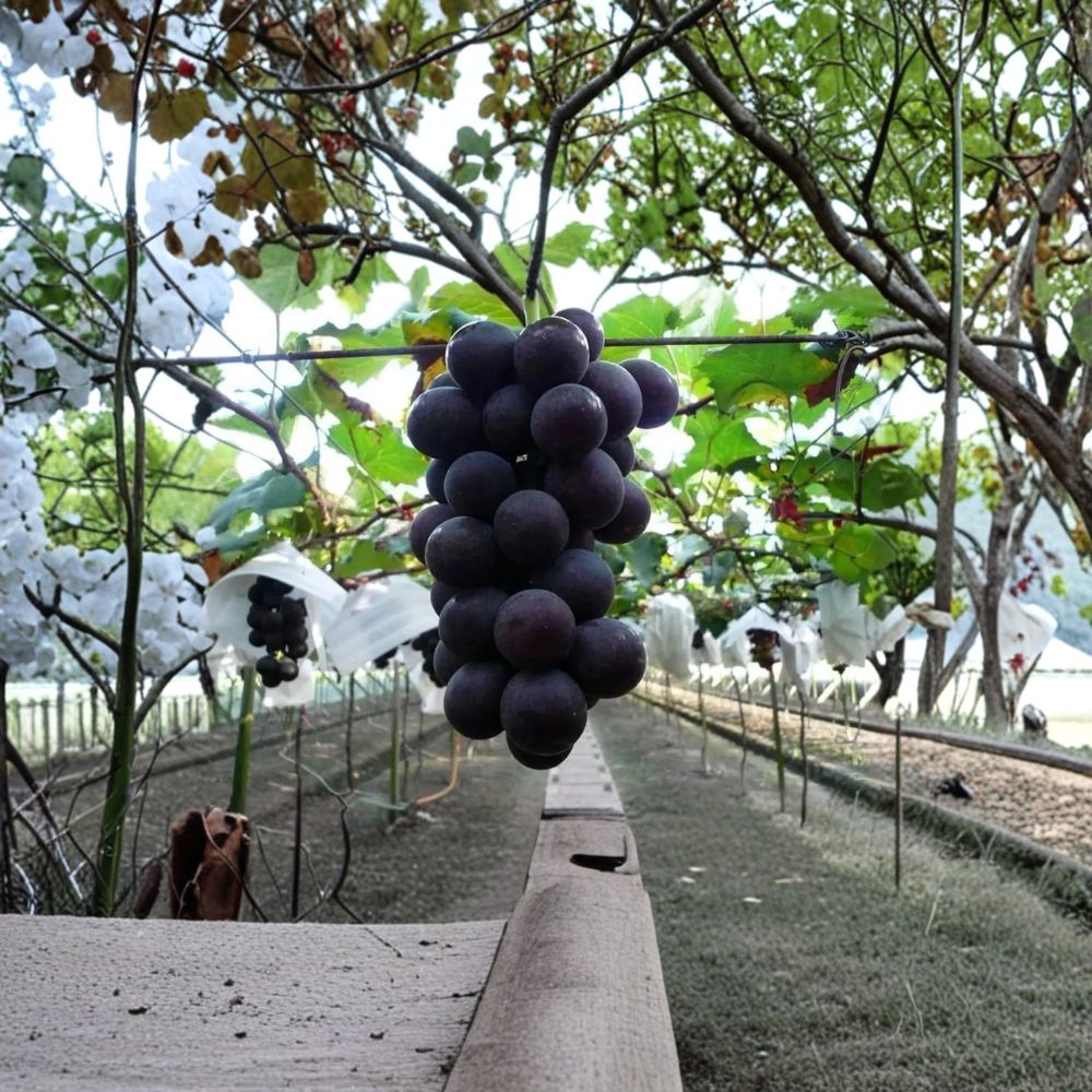 Japanese Kyoho Grape Vine – Vitis vinifera Live Plant | 2–3 Ft Tall Rare Sweet Purple Grape | Premium Japanese Table Grape | Organic Patio & Backyard Vine