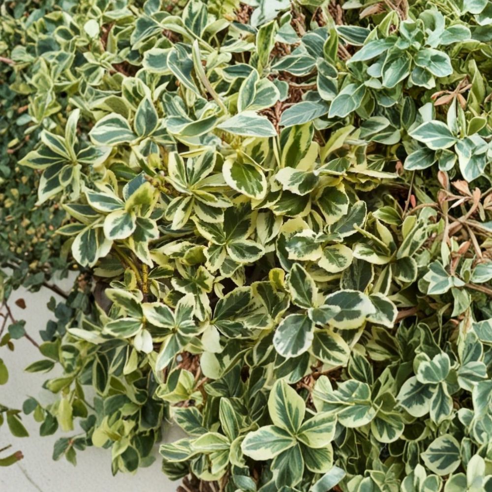 Silver King Euonymus – Euonymus japonicus ‘Silver King’ Rare Cuttings | 5 Fresh Unrooted Cuttings | Variegated Evergreen Shrub | Cuttings for Rooting or Grafting