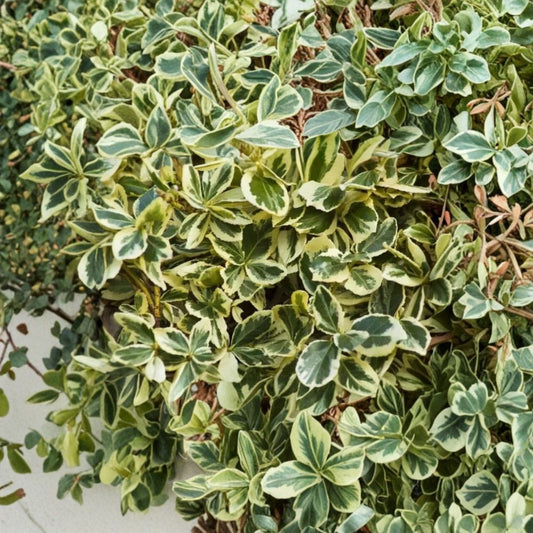 Silver King Euonymus – Euonymus japonicus ‘Silver King’ Rare Cuttings | 5 Fresh Unrooted Cuttings | Variegated Evergreen Shrub | Cuttings for Rooting or Grafting