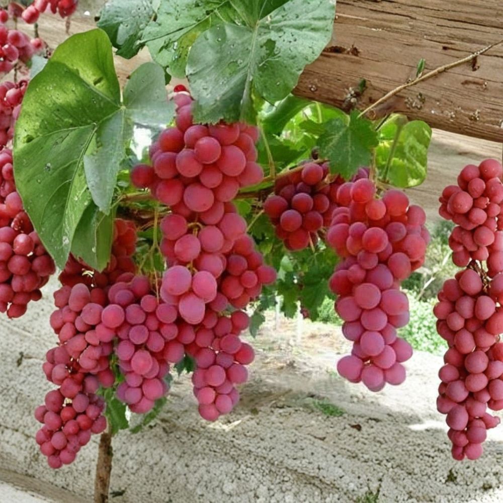 Aki Queen Grape Vine – Vitis vinifera Live Plant | 1–2 Ft Tall Rare Sweet Japanese Red Grape | Premium Table Grape Variety | Organic Patio & Backyard Vine