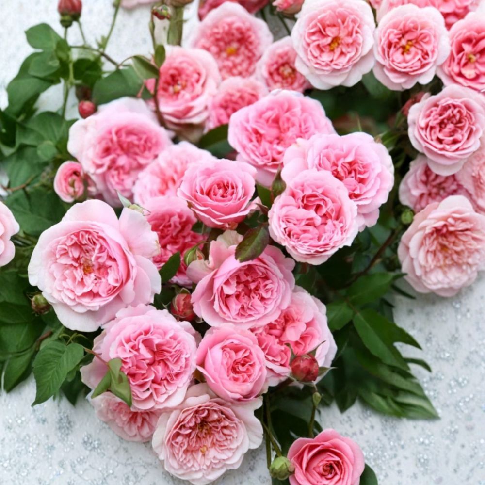 Miranda Rose Seeds – 8 Rare Seeds | Beautiful Pink Garden Rose | Ornamental Flower Plant | Romantic Cottage Garden Favorite