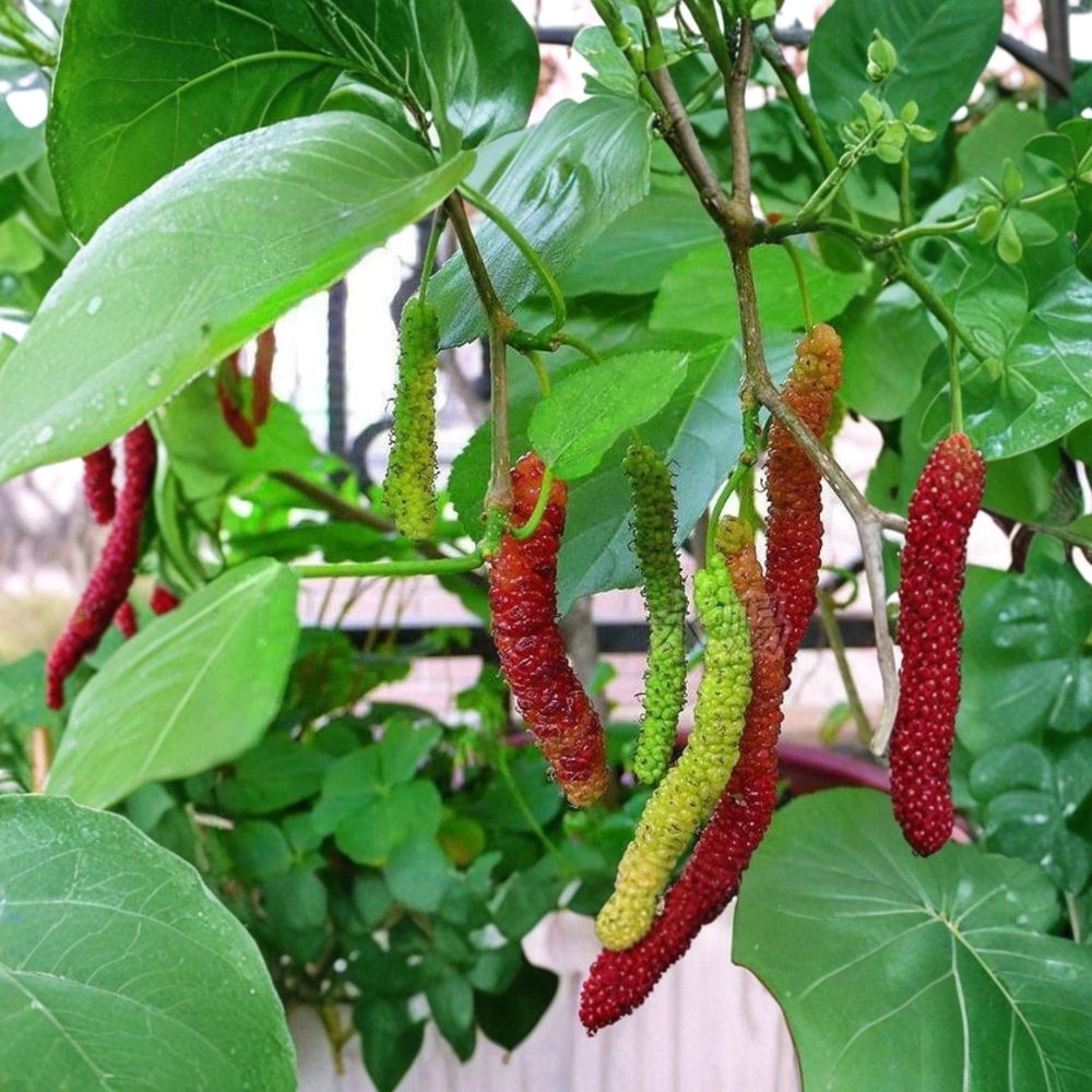 Pakistan Long Mulberry Tree – Morus macroura Live Plant | 6–8 Inch Starter | Sweet Long Fruit Mulberry | Fast Growing Tropical Fruit Tree