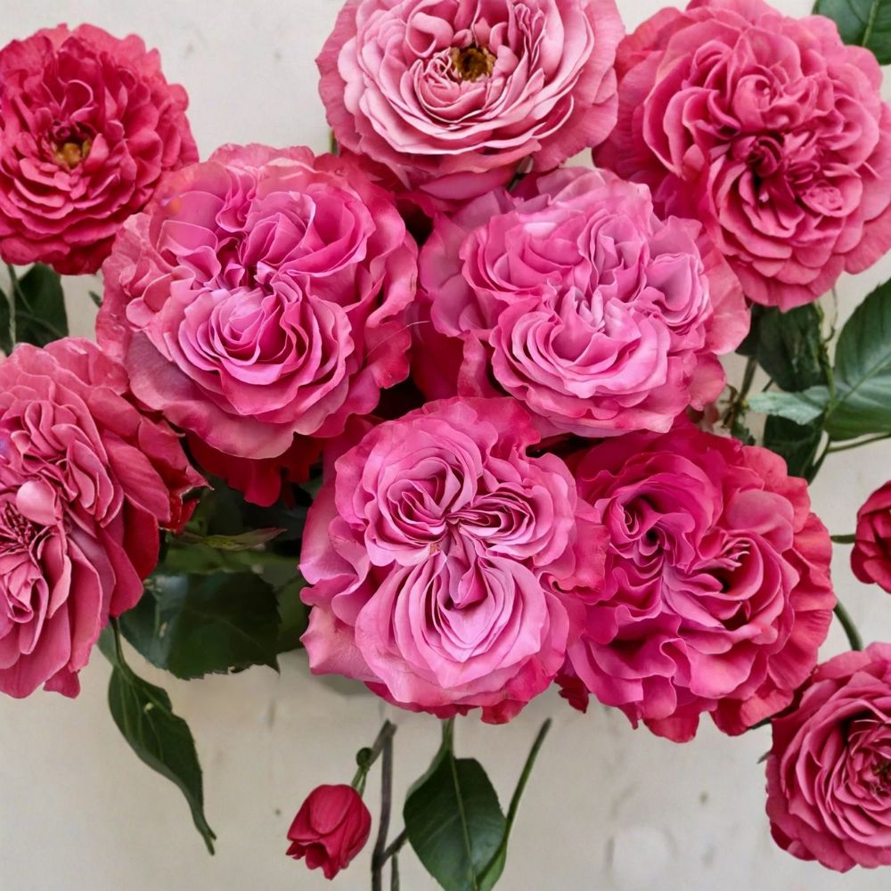 Country Blues Rose – Rosa Rare Cuttings | 3 Fresh Unrooted Cuttings | Lavender Blue Garden Rose | Cuttings for Rooting or Grafting
