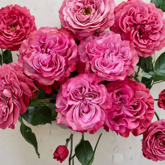 Country Blues Rose – Rosa Rare Cuttings | 3 Fresh Unrooted Cuttings | Lavender Blue Garden Rose | Cuttings for Rooting or Grafting