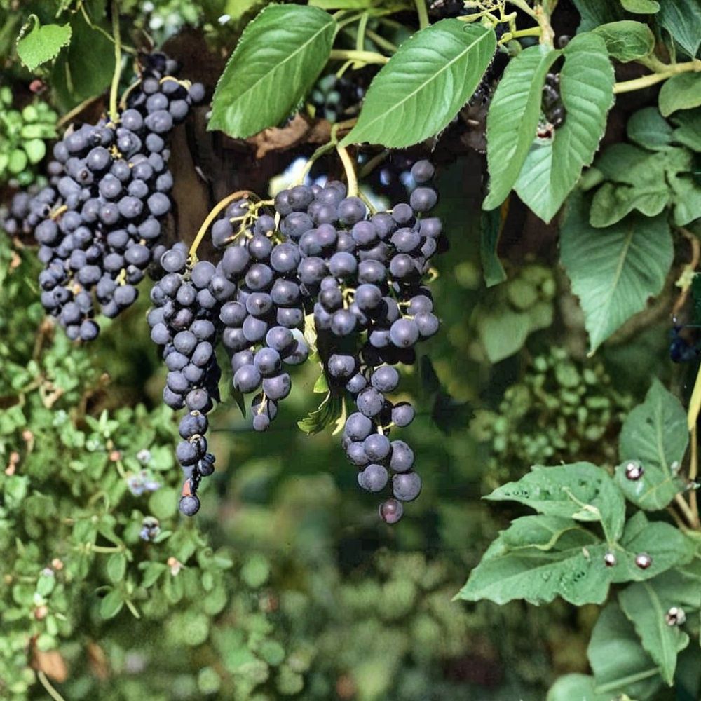 Muscat Bleu Grape Vine – Vitis vinifera Live Plant | 1–2 Ft Tall Rare Sweet Blue Grape | Cold Hardy Muscat Table Grape | Organic Patio & Backyard Vine