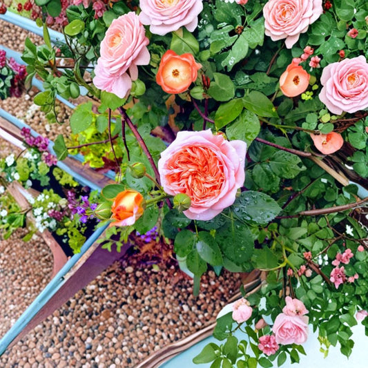 Alchymist Rose – Rare Climbing Rose Cuttings | 3 Fresh Unrooted Cuttings | Apricot Gold Garden Rose | Cuttings for Rooting or Grafting