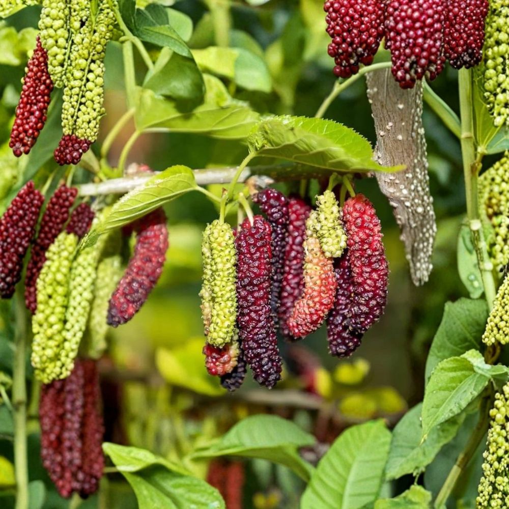 Pakistan Mulberry Tree – Morus macroura Live Starter Plant | 6–8 Inch Bare Root | Long Sweet Fruit Tree | Fast Growing Backyard Orchard Plant