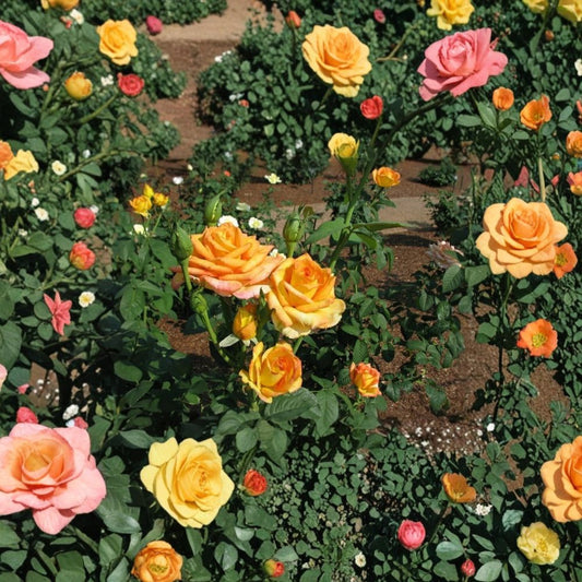 Gold Medal Rose – Rosa Rare Cuttings | 3 Fresh Unrooted Cuttings | Golden Yellow Garden Rose | Cuttings for Rooting or Grafting