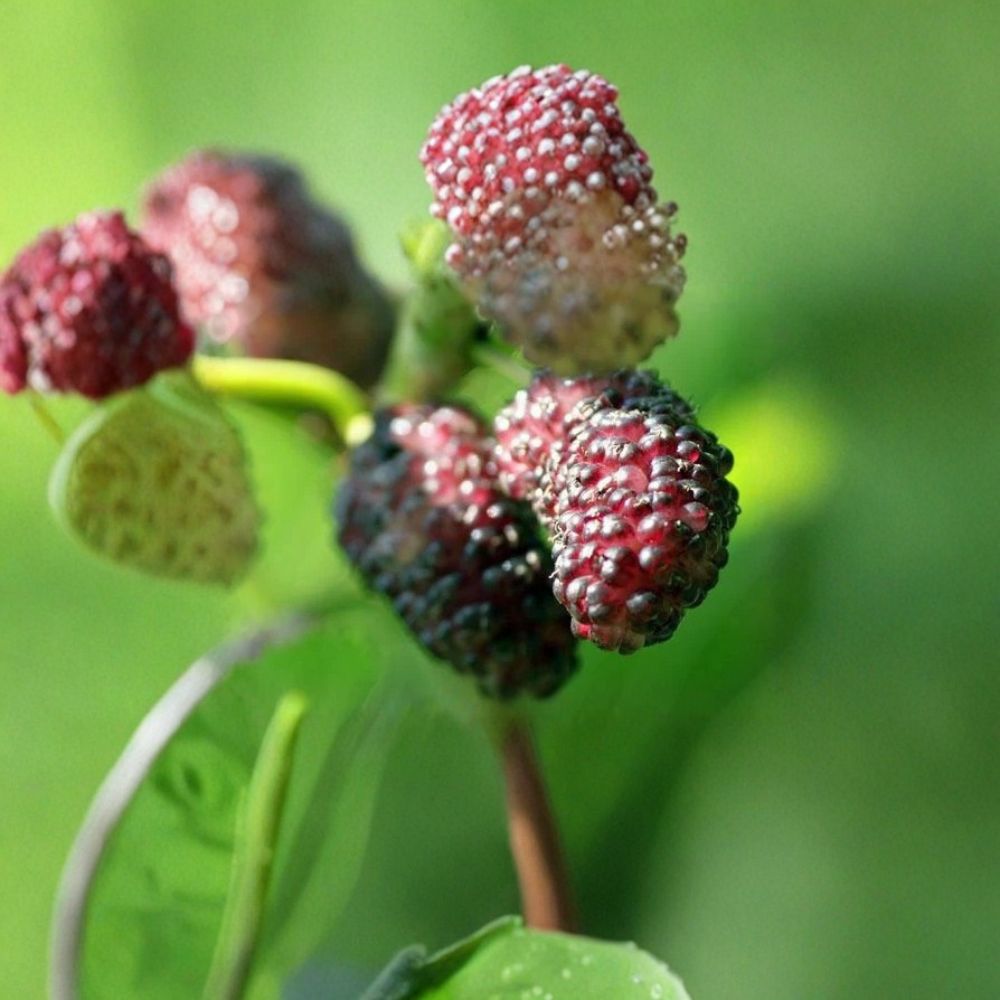Illinois Everbearing Mulberry Tree – Morus alba × rubra Live Plant | 12–16 Inch With Pot | Sweet Reddish-Black Berry Tree | Fast Growing Fruit Tree