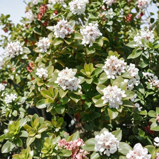 Yeddo Hawthorn ‘Minor’ – Rhaphiolepis umbellata Rare Cuttings | 5 Fresh Unrooted Cuttings | Evergreen Flowering Shrub | Cuttings for Rooting or Grafting