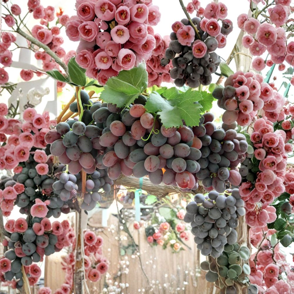 Gum Drop Grape Vine – Vitis vinifera Live Plant | 2–3 Ft Tall Rare Sweet Candy-Flavor Grape | Premium Organic Table Grape | Patio & Backyard Vine