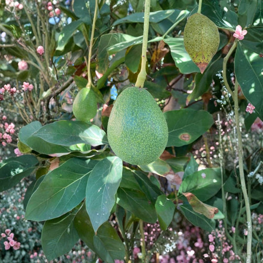 Bacon Avocado Seeds – Persea americana 100+ Seeds | USA Grown | Naturally Grown  Cold Hardy Variety | Non GMO | Bulk Planting Pack