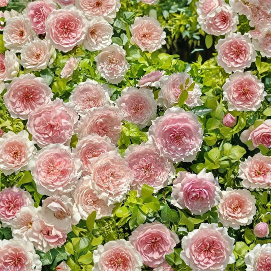 Monique Darve Rose – Rare Rose Cuttings | 3 Fresh Unrooted Rose Cuttings | 6–8 Inch Propagation Cuttings for Rooting or Grafting | Collector Garden Rose