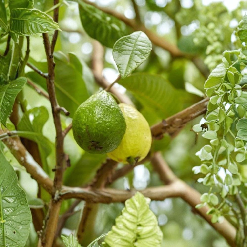 Arabian Guava Plant – Psidium guajava Live Organic Plant | 8–12 Inches Tall | Rare Tropical Fruit Tree | Patio & Garden Friendly
