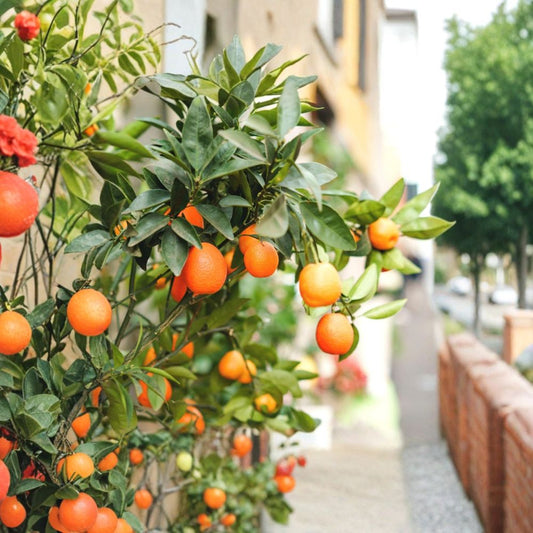 Fukushu Kumquat Seeds – 5 Organic Seeds | Super Rare Sweet Kumquat Citrus | Large Edible Peel Fruit | Tropical Citrus Tree