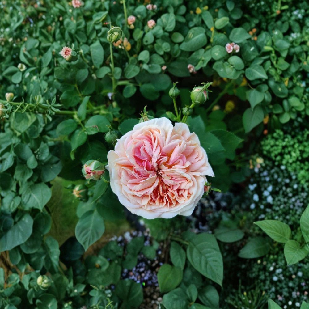 SUPER RARE Alchymist Rose – 3 Unrooted Cuttings for Rooting or Grafting | Historic Climbing Rose Variety | Apricot Yellow Fragrant Blooms | Garden Rose Propagation Starter