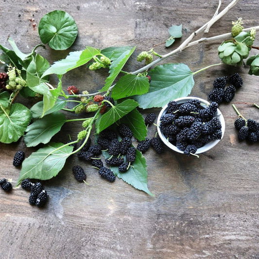 Dwarf Black Mulberry – Morus Fresh Cuttings | 8–10 Inch Unrooted Cuttings | 6 Pack for Rooting or Propagation | Sweet Berry Fruit Tree
