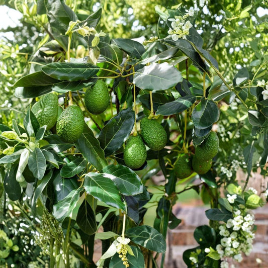 Bacon Avocado Tree Scions – Persea americana  2 Fresh Avocado Scions (Cuttings) Cold Hardy Variety • Grafting Material Only