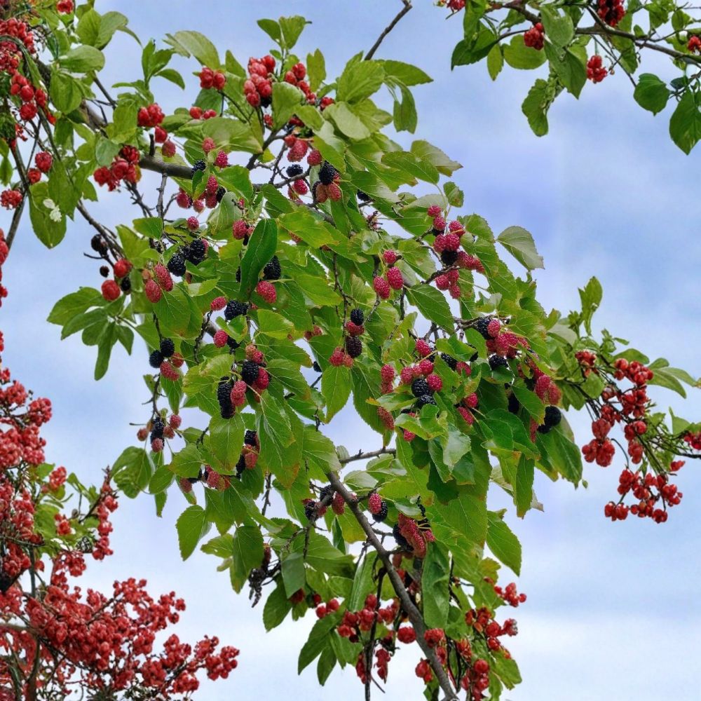 Dwarf Everbearing Mulberry Trees – Morus sp. Live Starter Plugs | 5 Pack Bare Root | Sweet Fruit Mulberry Tree | Container Friendly